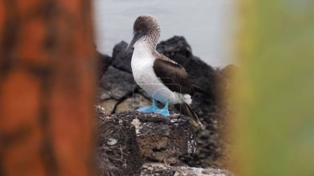 Photo for A Blue Footed Booby (Sula nebouxii) resting on a rock on Santa Cruz Island Ecuador during the daytime - Royalty Free Image