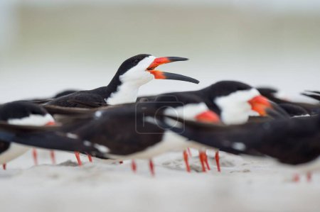 Photo for The black skimmer birds calling out on a sandy beach on the blurry background of the blue sky - Royalty Free Image