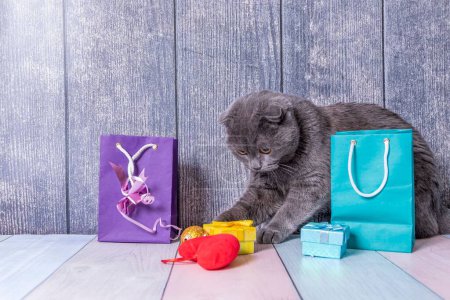 Téléchargez les photos : Jeune animal de compagnie British Fold chaton assis sur une table en bois entre les paquets et les boîtes avec des cadeaux et essaie de jouer avec eux. - en image libre de droit