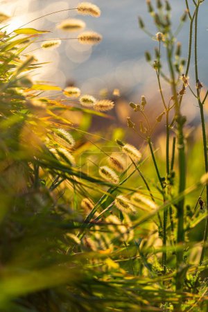 Téléchargez les photos : Un plan vertical de Setaria pumila herbe avec le soleil brillant en arrière-plan - en image libre de droit