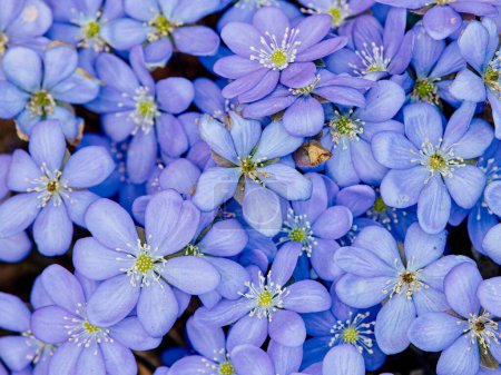 Foto de Las flores de Hepatica Nobilis florecen con pétalos azules bajo la luz del sol - Imagen libre de derechos