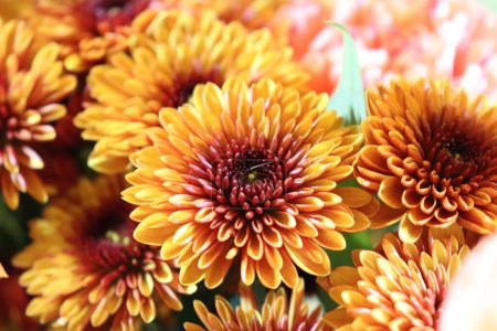 Téléchargez les photos : Un gros plan de Chrysanthèmes en fleurs - en image libre de droit