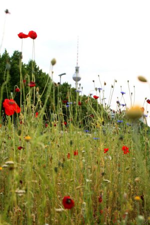 Foto de Una hermosa vista de las amapolas de colores en un campo en el desierto alemán con la torre de televisión de Berlín en el fondo - Imagen libre de derechos
