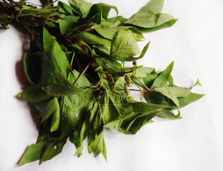 Téléchargez les photos : Légumes feuillus Polygonum microcephalum est un arbuste vivace comestible. Il est disponible en Asie de l'Est, Himalaya, Assam, Népal etc.. - en image libre de droit