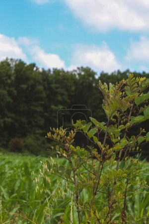 Photo for A vertical shot of a forest - Royalty Free Image