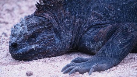 Photo for A closeup shot of a black iguana resting on the sandy shore at Santa Cruz Island in Ecuador - Royalty Free Image
