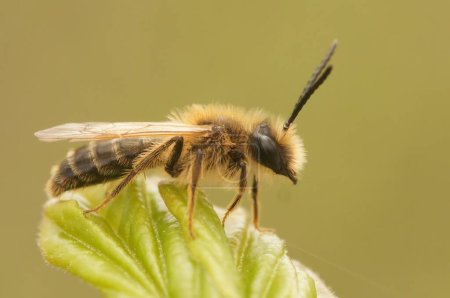 Un primer plano de la abeja Colletes cunicularius posada en la planta