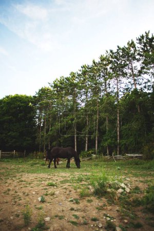 Photo for A vertical shot of a cute grazing horse at a stable in Ontario, Canada on the blurred background - Royalty Free Image