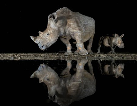 Photo for A view of mother and baby rhinos standing near water - Royalty Free Image