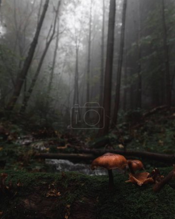 Téléchargez les photos : Un foyer sélectif de champignons poussant sur une rive d'une rivière dans une forêt par une journée brumeuse en République tchèque - en image libre de droit