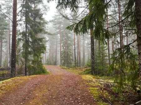 Téléchargez les photos : Un beau plan d'un sentier pédestre dans une forêt avec de grands arbres - en image libre de droit