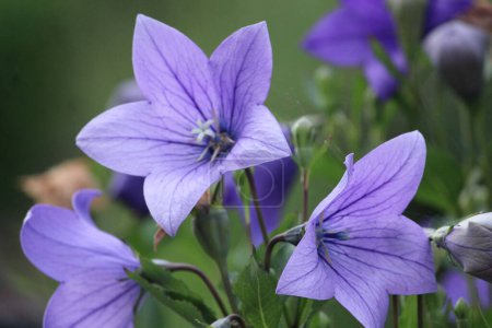 Photo for A closeup of blue balloon flowers (Platycodon grandiflorus) at Botonisk garden Oslo, Norway - Royalty Free Image