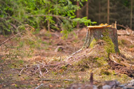 Téléchargez les photos : Un tronc coupé entouré de mousse et de plantes dans la forêt thuringienne - en image libre de droit