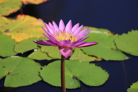 Foto de Un primer plano de una flor de lirio acuático tropical pigmeo púrpura con hojas de loto en la superficie del agua - Imagen libre de derechos