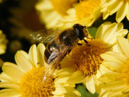 Téléchargez les photos : Une abeille à miel dans la fleur jaune - en image libre de droit