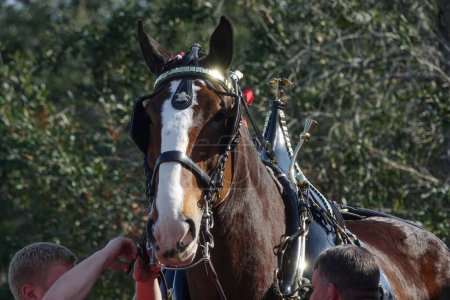 Téléchargez les photos : Un gros plan de chevaux Clydesdale tirant le chariot Budweiser à Orlando, Floride - en image libre de droit