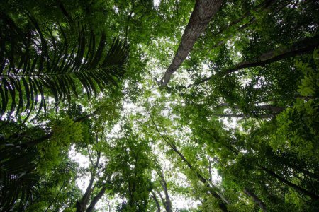 Téléchargez les photos : Une vue à angle bas de beaux arbres sous le ciel dans une forêt - en image libre de droit
