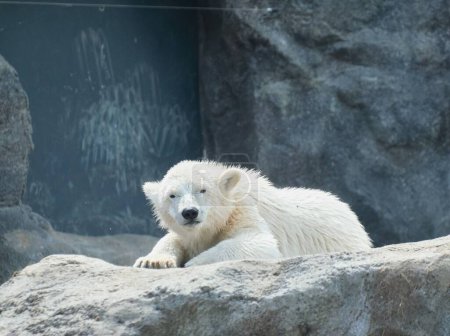 Photo for Ice bear cub staring into camera in vienna zoo - Royalty Free Image