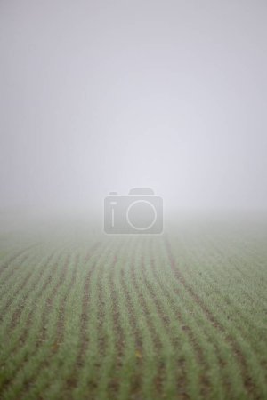 Foto de Una tierra húmeda durante una temporada de lluvias - Imagen libre de derechos