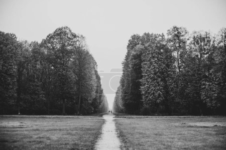 Téléchargez les photos : Plan en niveaux de gris d'une allée entre les arbres et les champs dans une forêt - en image libre de droit