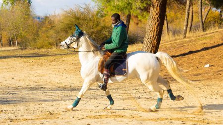 Téléchargez les photos : Un jockey masculin monté sur un cheval blanc pour s'entraîner contre les arbres automnaux - en image libre de droit