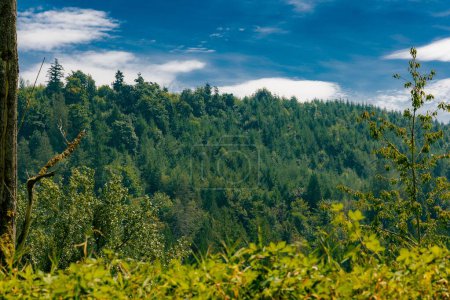 Téléchargez les photos : Un tir de drone de grands arbres luxuriants dans une forêt - en image libre de droit