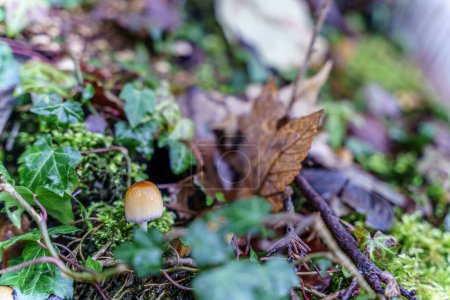 Téléchargez les photos : Gros plan sélectif d'un champignon Mica sur un sol forestier - en image libre de droit