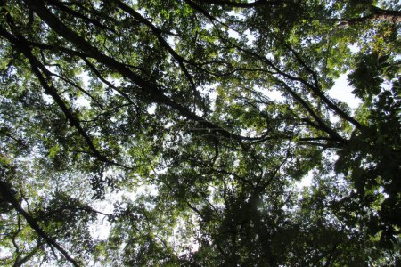 Téléchargez les photos : Plan à angle bas de la texture des branches vertes des arbres sur fond de ciel - en image libre de droit