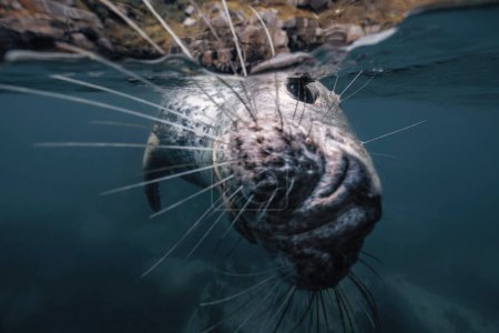 Téléchargez les photos : Gros plan d'un phoque gris nageant sous l'eau dans des eaux océaniques transparentes sur l'île Lundy, en Angleterre - en image libre de droit