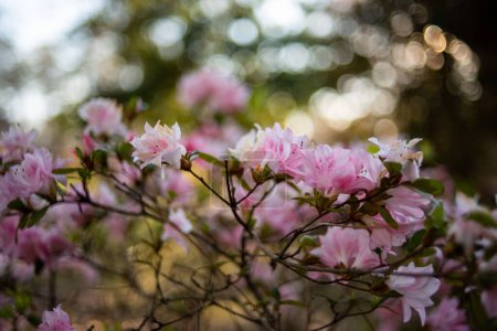 Téléchargez les photos : Un bouquet de fleurs d'azalée de coquille de rose fleurissant à l'extérieur - en image libre de droit