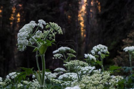 Photo for A selective focus shot of Cow Parsnip (Heracleum) in a forest with dense trees in the background - Royalty Free Image