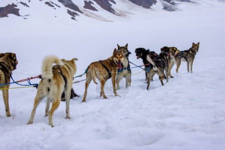 Téléchargez les photos : Un groupe de chiens de traîneau Husky de Sibérie sur la route à Juneau, Alaska - en image libre de droit