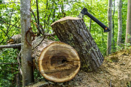 Foto de Un primer plano de troncos de nogal negro picados para leña con un fondo de árboles de hacha - Imagen libre de derechos