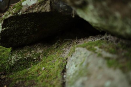 Téléchargez les photos : Mousse verte recouvrant la surface des roches rugueuses - en image libre de droit