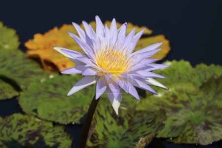 Photo for A closeup of a pygmy tropical water-lily flower with lotus leaves on the water surface - Royalty Free Image