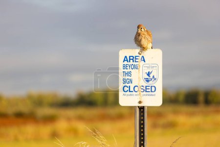 Photo for The view of an American kestrel perching on the national park warning sign - Royalty Free Image