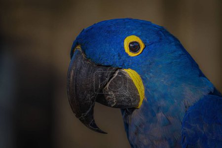 Téléchargez les photos : Un gros plan d'un aras bleu avec des cercles jaunes autour des yeux et un beau bec - en image libre de droit