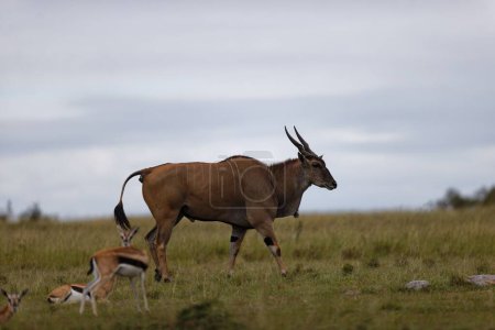 Foto de Una hermosa toma de eland común (Taurotragus oryx) con sus bebés caminando sobre hierba verde - Imagen libre de derechos