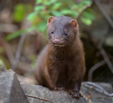 Photo for A closeup shot of an American mink with brown fur sitting and looking forward - Royalty Free Image