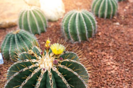 Photo for A beautiful shot of blooming yellow flowers of cactus plants on pumice - Royalty Free Image