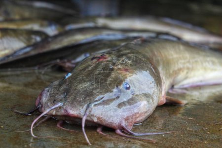 Téléchargez les photos : Gros plan d'un poisson plotosus fraîchement pêché dans un marché de fruits de mer - en image libre de droit