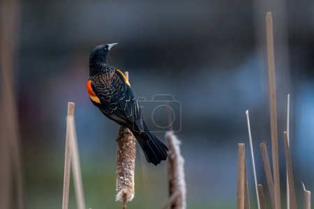 Photo for A closeup of a red-winged blackbird perched on a reed viewed from behind - Royalty Free Image