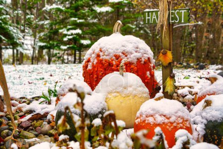 Téléchargez les photos : Citrouilles couronnées par les chutes de neige au début de la saison des récoltes - en image libre de droit