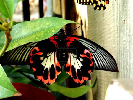 Foto de Un primer plano de una vívida mariposa roja y negra colgando de una hoja verde - Imagen libre de derechos