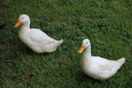 Téléchargez les photos : Deux canards blancs sur la frasse verte à Baton Rouge, LA - en image libre de droit