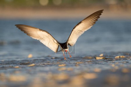 Photo for A Black Skimmer flying over the water with its wings spread in the golden morning sunlight - Royalty Free Image