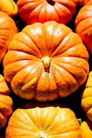 Photo for A vertical closeup of a heap of ripe pumpkins. Harvest season. - Royalty Free Image