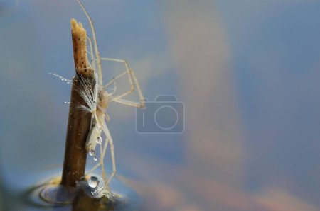Photo for A closeup of spider perching on wood - Royalty Free Image