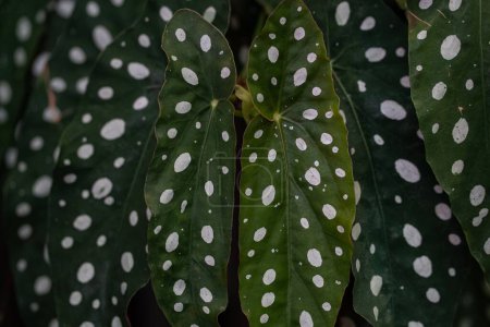 Téléchargez les photos : Un gros plan de plantes de bégonia à pois, fond de nature - en image libre de droit