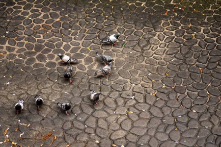 Téléchargez les photos : Un groupe de pigeons mangeant des crumbles sur le sol - en image libre de droit